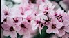بهار تازه ای آغاز کن