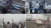 مصادره و حمله وحوش خامنه‌ای در شهرداری به دستفروشان در ماهشهر و زاهدان