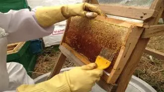 صنعت زنبورداری
