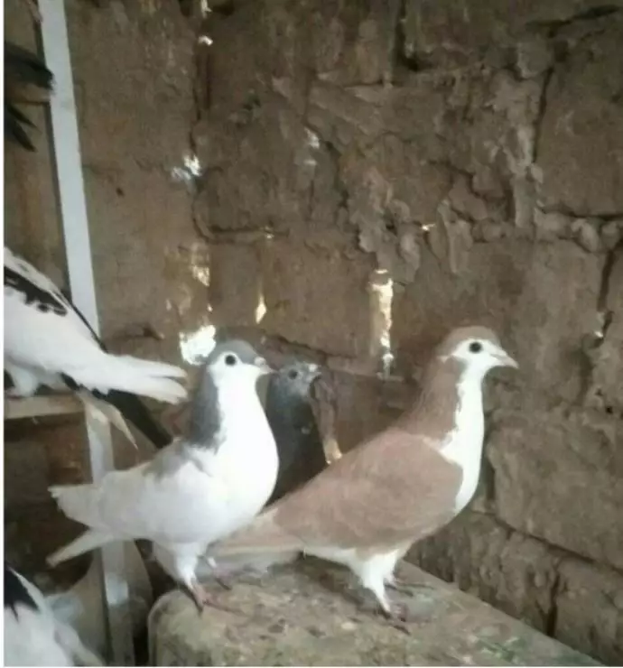 منظره