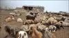 بیماری تعداد زیادی از دامهای دامداران