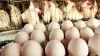 گرانی قیمت مرغ و تخم مرغ و دیگر کالاهای اساسی