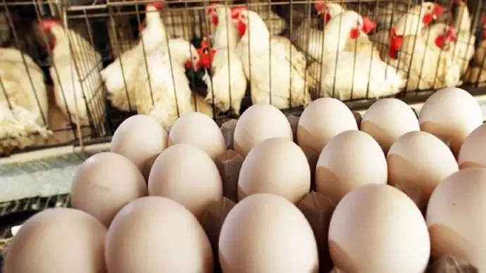 گرانی قیمت مرغ و تخم مرغ و دیگر کالاهای اساسی