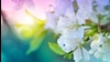 منظره