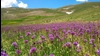 منظره