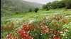 منظره