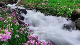 منظره 
