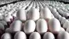 گران شدن تخم مرغ