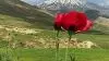 منظره