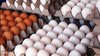 شانه تخم مرغ