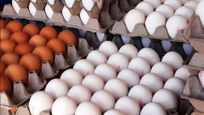 شانه تخم مرغ