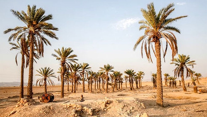 خشک‌شدن درختان نخل در شادگان