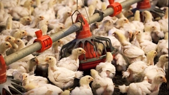 مرغداران مجبور هستند جوجه‌ها را در چاه بریزند