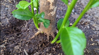 ...زخم نشد جوانه شد