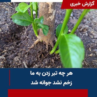 هر چه تبر زدن به ما زخم نشد جوانه شد