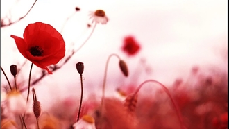 رویش امید در میهن مجروح