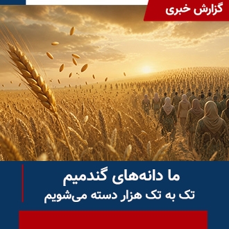 ما دانه‌های گندمیم